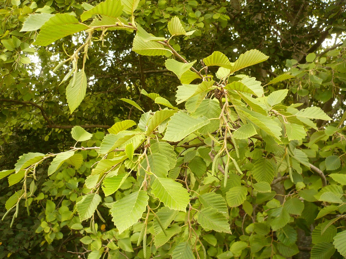 Alnus incana subsp. incana (Betulaceae)